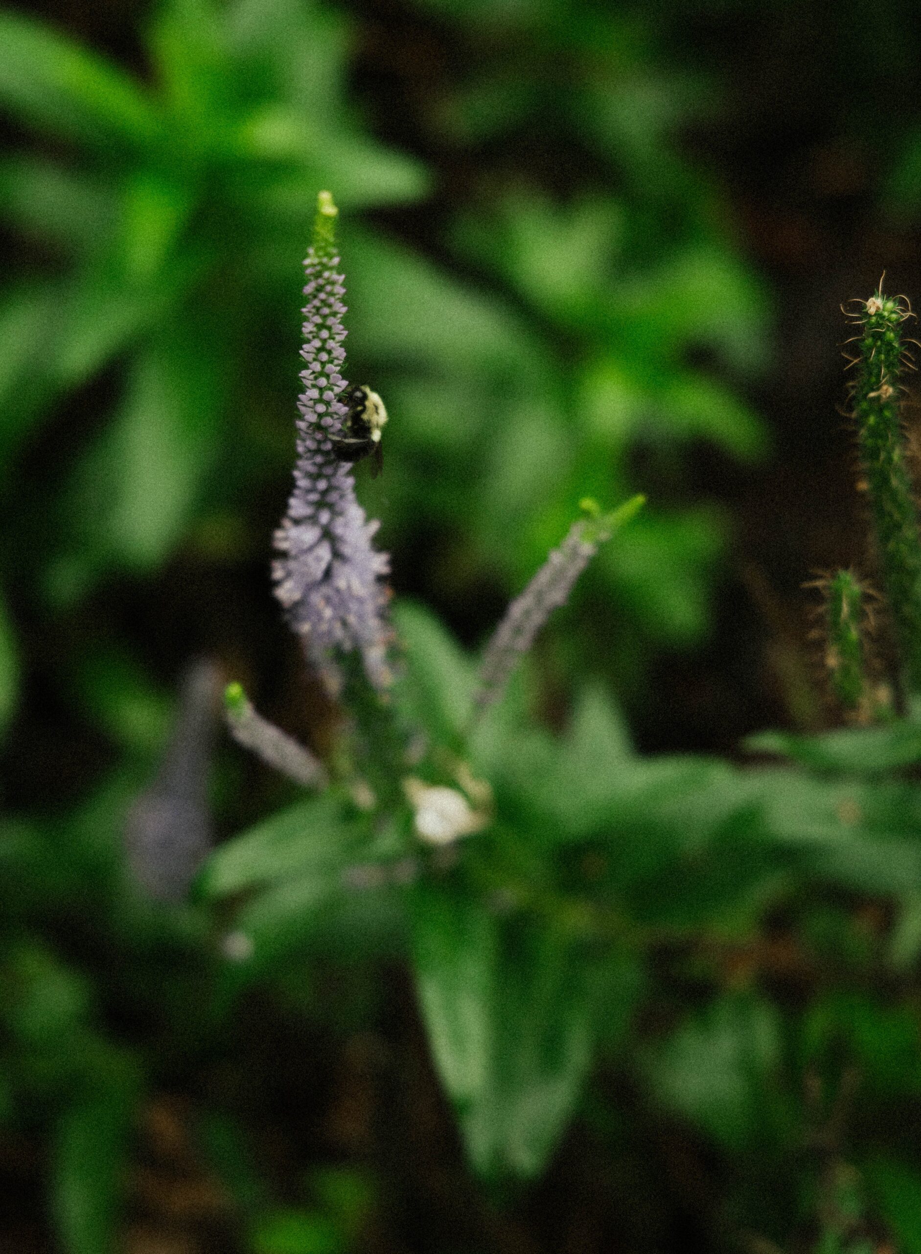 Close-up of purple wildflowers in a lush green garden on a wedding day